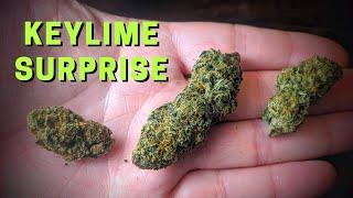 Keylime Surprise CBD Bud Review (Full Bloom Hemp)